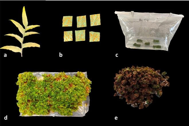 z7770672925576_537f672e6f70276c12dfeb053c341d42